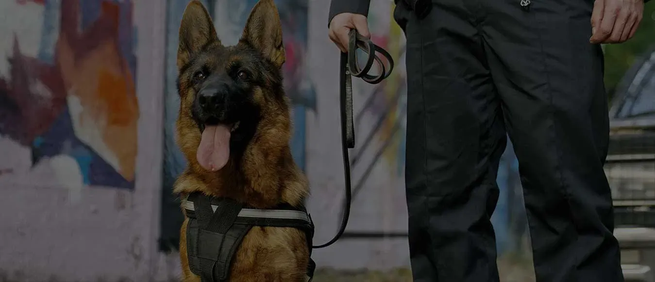 Kent K9 security dog handler working alongside a German Shepherd